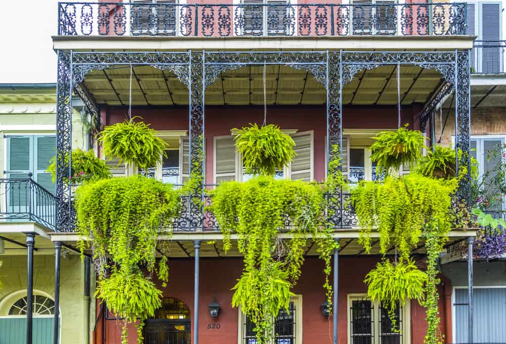 typical iron balcony with green flowers in the old part of New Orleans