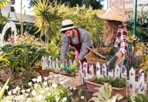 Pruning the plant in the garden.