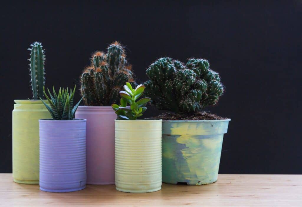 Set of growing plants in the recycle painted container on wooden desk.